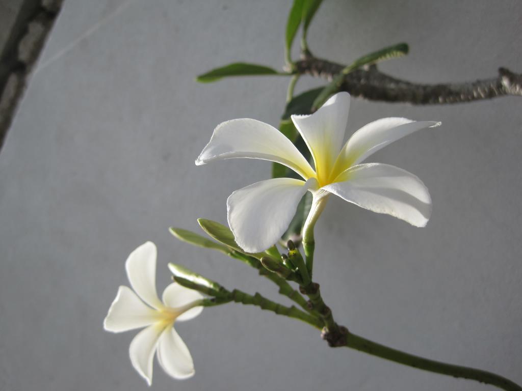 Crescent Resort Galle Kültér fotó